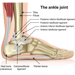 Ankle joint anatomy