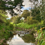 Gardiners Creek Reserve